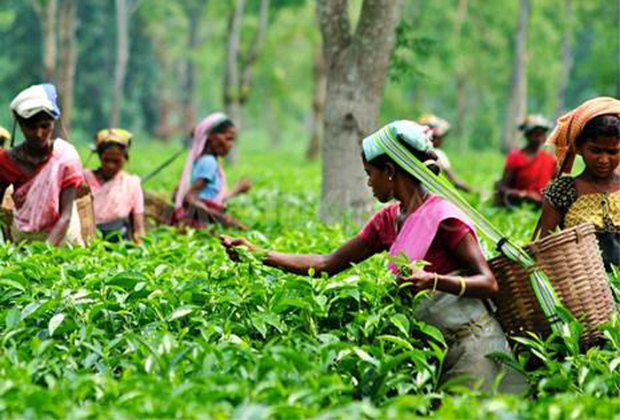 Tea Garden Women